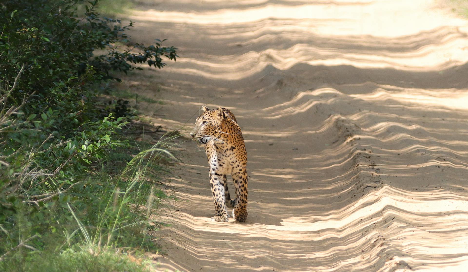 Wild Yala Luxury Safari - Questline Travels